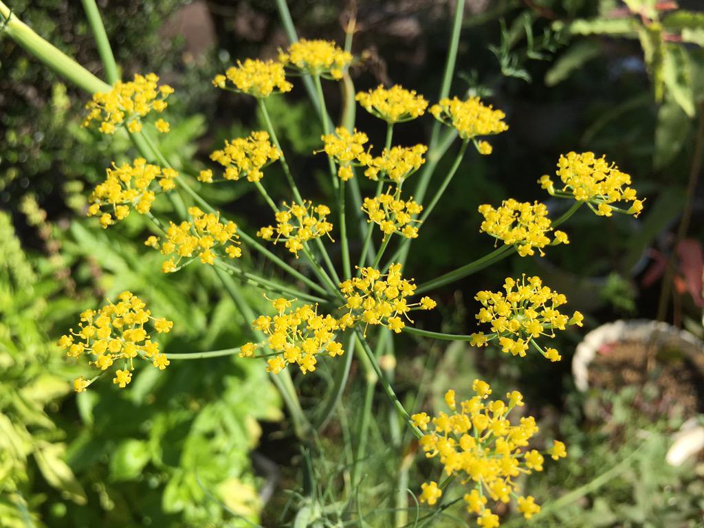 スパイスとハーブの便利帳 Ar Twitter フェンネルの花です 線香花火みたいな小さくてパチパチした感じの花です ディルの花に似ています ディルとは葉っぱも似ていますが 香りは全然違います 面白いですね ガーデニング ハーブ Http T Co V4enfinein