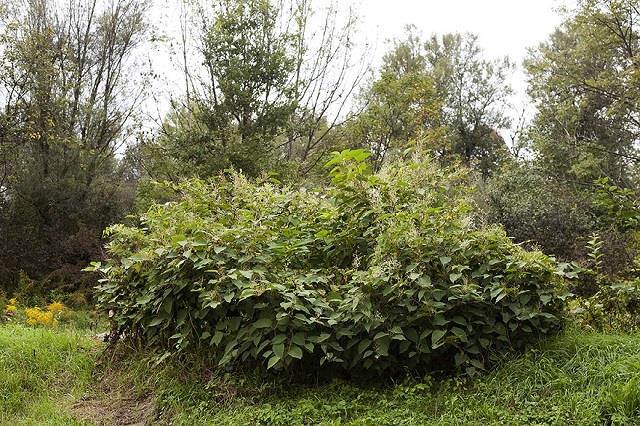 Design_Slovenia's tweet photo. Join the #Urban #Harvest! Let's use #fallopia for good! #invasive #knowingfood #bringtools http://t.co/1adBTKV2xB http://t.co/3WcBFJxuWn