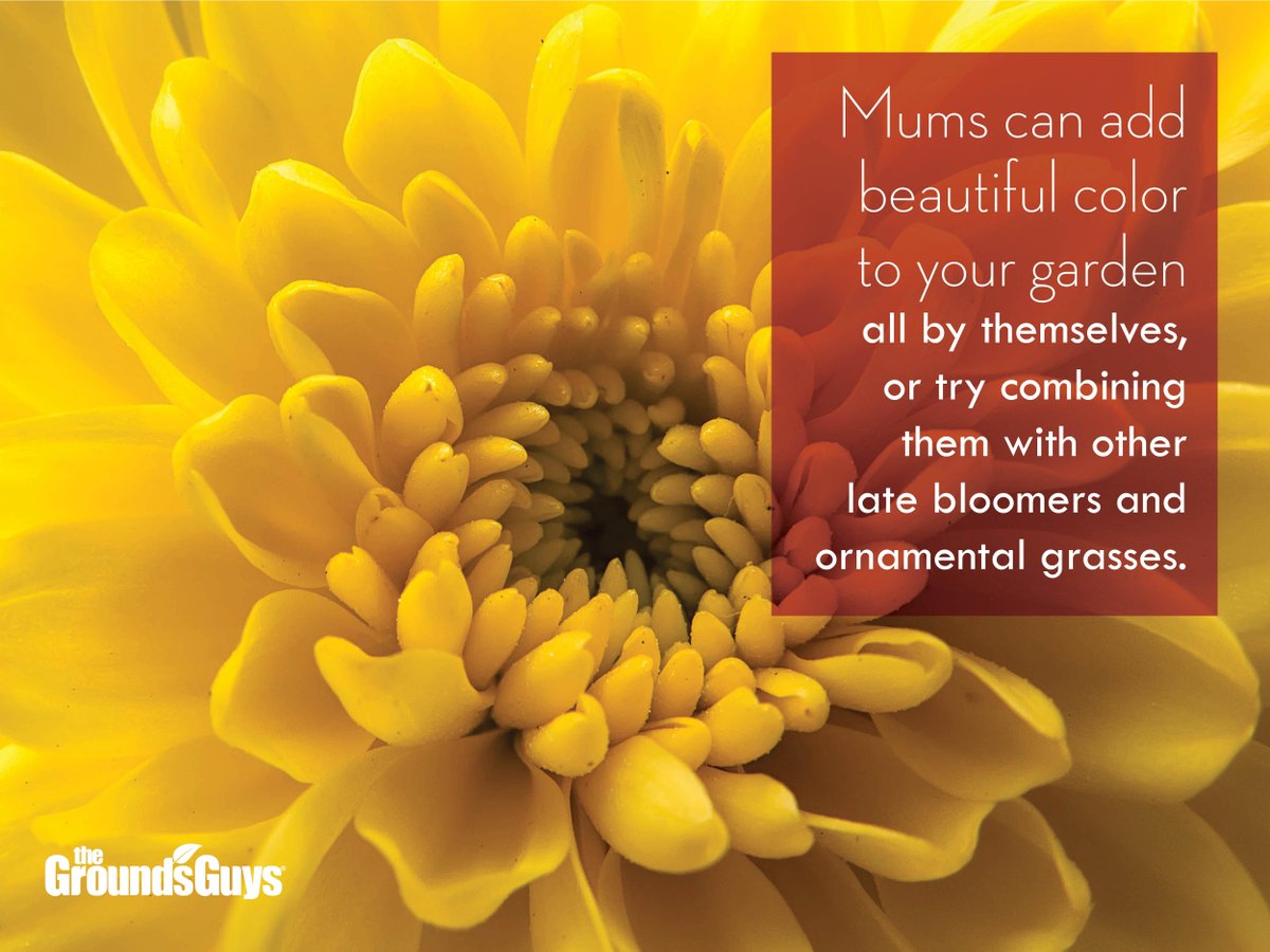 GroundsGuys_Edm's tweet photo. Try combining #mums with ornamental grasses or other late #blooming flowers. #SeasonalColor #GroundsGuys http://t.co/Bq91xIZBJq
