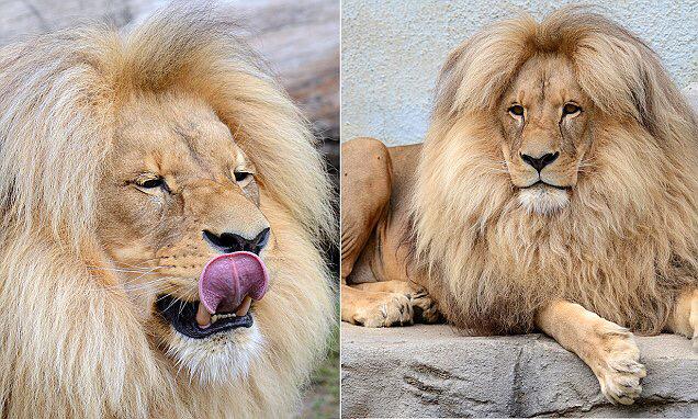 Стрижка волос лев. Подстриженный тибетский мастиф. Парикмахер стилист мужчина. Девушка львица. Стрижка волос лев.