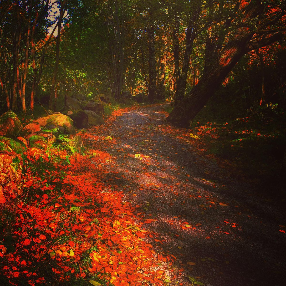briefingfosen's tweet photo. Ut på tur! Prøv Fosens merkede løyper og stier, flotte høstfarger nå :-) #visitnorway #fosnafolket #adressa http://t.co/cMetTKop4q