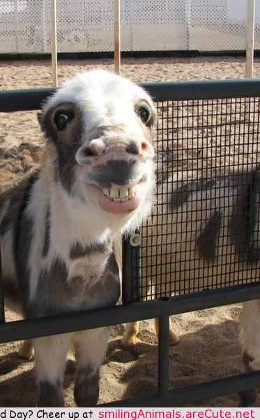 Smiling Animals (@NaNanidemo) / Twitter Smiling Animals (@NaNanidemo) / Twitter