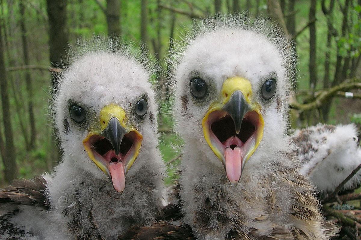 newscientist's tweet photo. Wildlife is thriving around Chernobyl since the people left http://t.co/9pVj6hJAM2 http://t.co/es61r7asoa