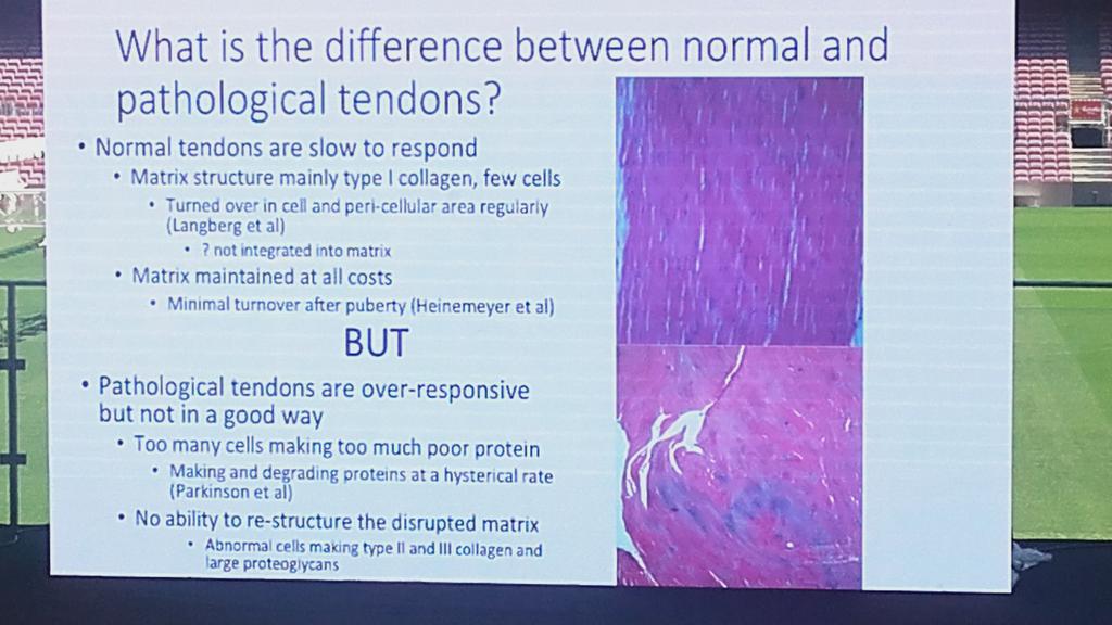 fisiocharlio's tweet image. #MTNECOSEP diferences between tendons