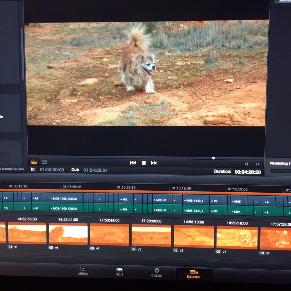 LucasScheffilm's tweet image. Rendering out proxy files for editing my latest project #DavinciResolve #proxyfiles #therun #scheffilm #puppydog