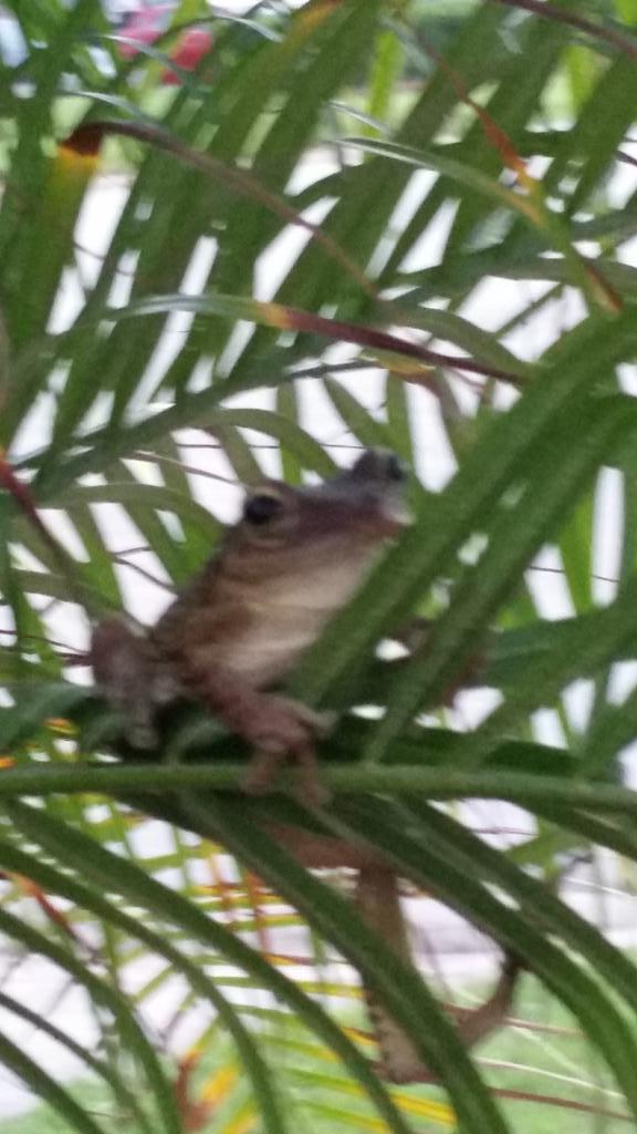 Frog in tree how often do you see this in sleepy #suffolk