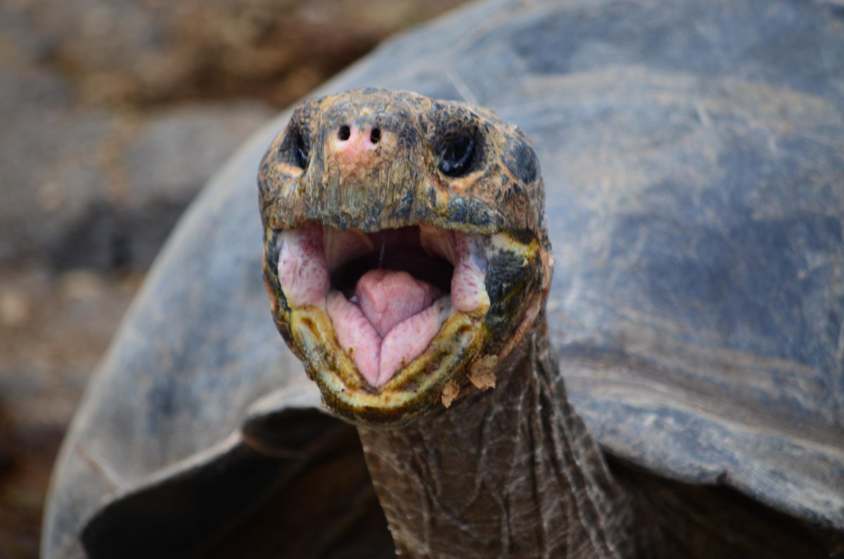 vacaykit's tweet photo. How to explore #Galapagos by bike? 
#travel #Ecuador

http://t.co/LXnpgBEJPm http://t.co/4BXW4cwZcC
