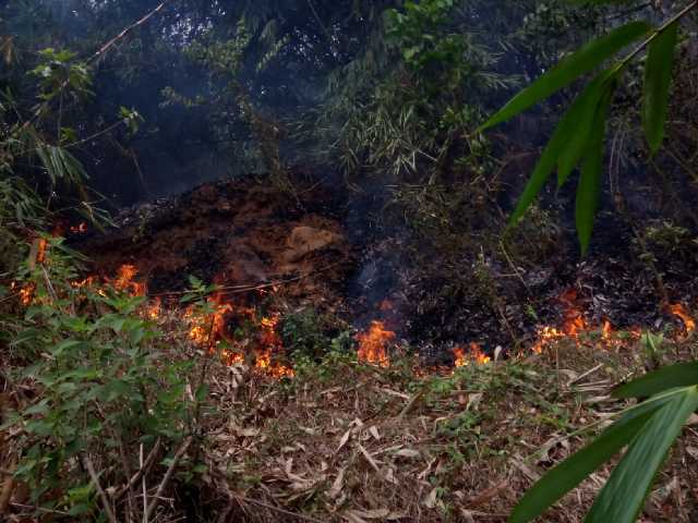 Info 65 jam 13.00-14.30 WIB kebun bambu di bawah gunung cupu Cianting Sukatani, akibat pembakaran sampah