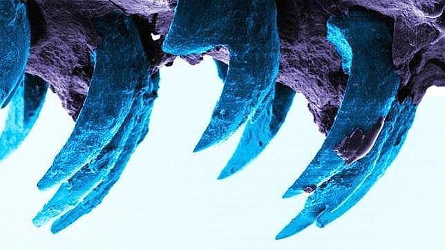 GizmodoES's tweet photo. El nuevo biomaterial más duro conocido son los colmillos de este animal http://t.co/W7NYFLg0kV http://t.co/YBvZqav2ep