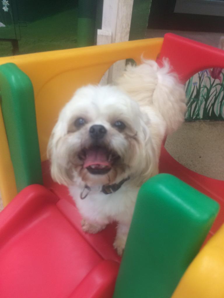 Dundrum dog grooming (DogGroomingD14) Twitter