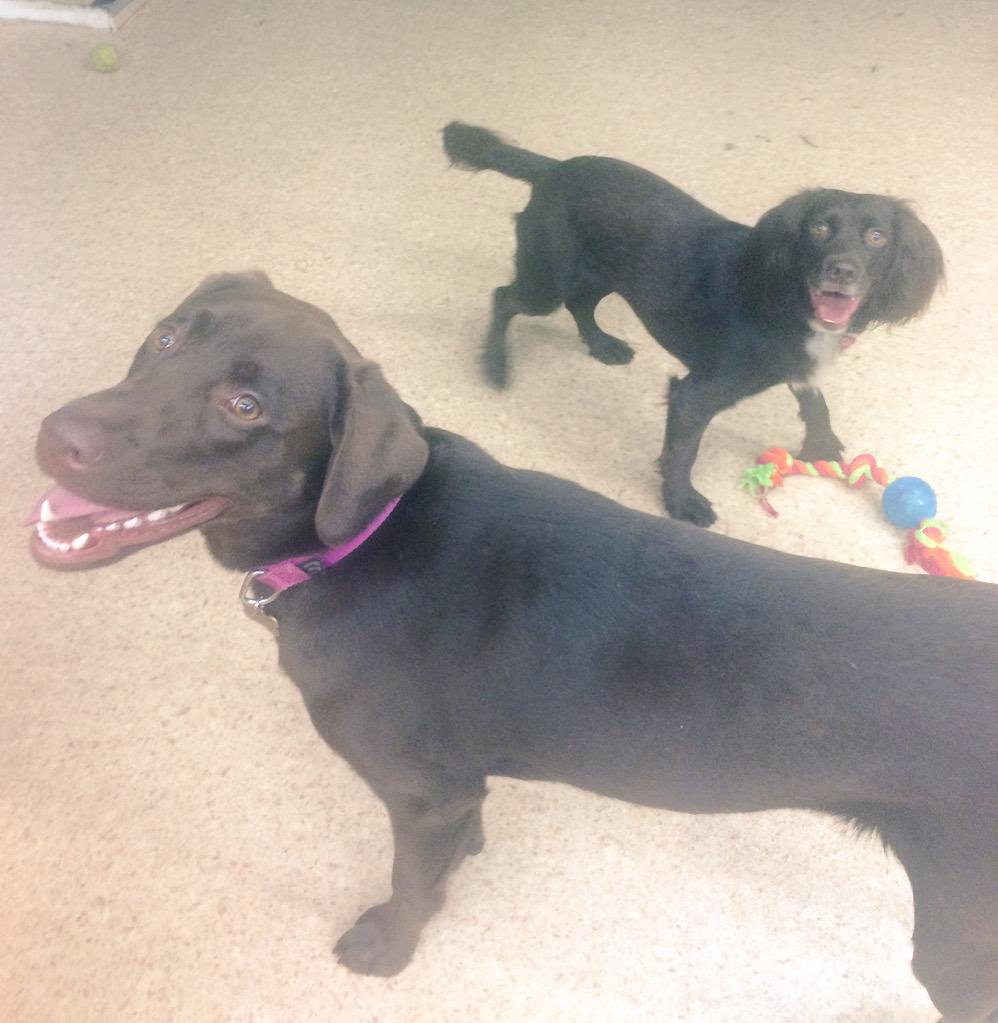 Dundrum dog grooming (DogGroomingD14) Twitter