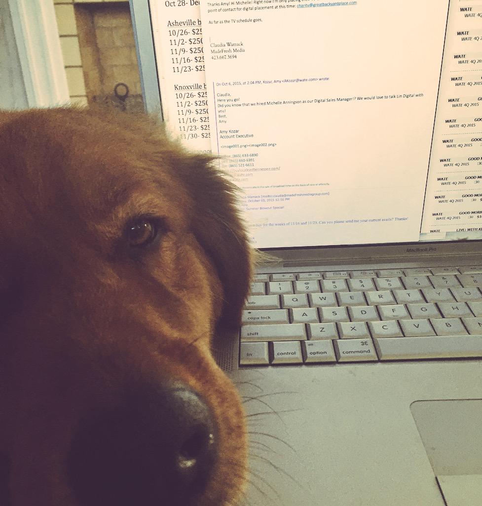 claudiawamack's tweet photo. Workflow with a sweet bear face in my lap 😊 http://t.co/XqwnmjfjPu