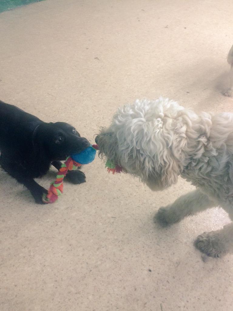 Dundrum dog grooming (DogGroomingD14) Twitter