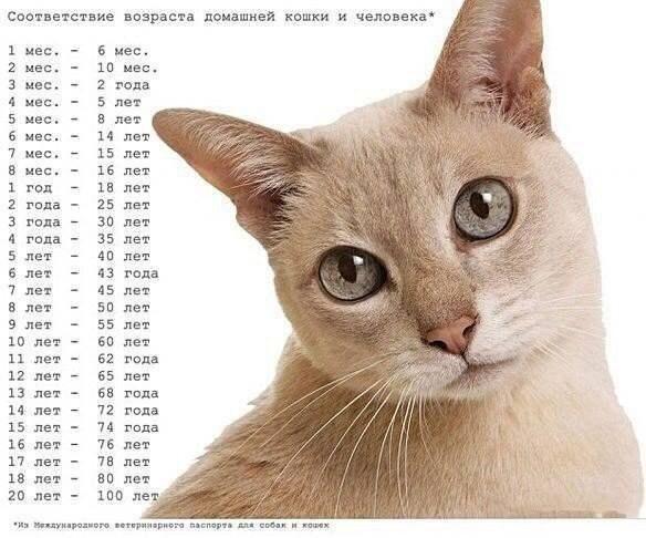 Невероятно, но Факт! on X: Соотношение возраста кошек и людей  http://t.co/WPTm2UQZXv / X