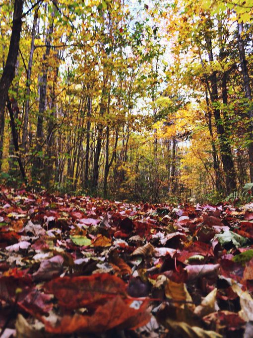 Autumn is definitely here! http://t.co/9cH44BTm2I
