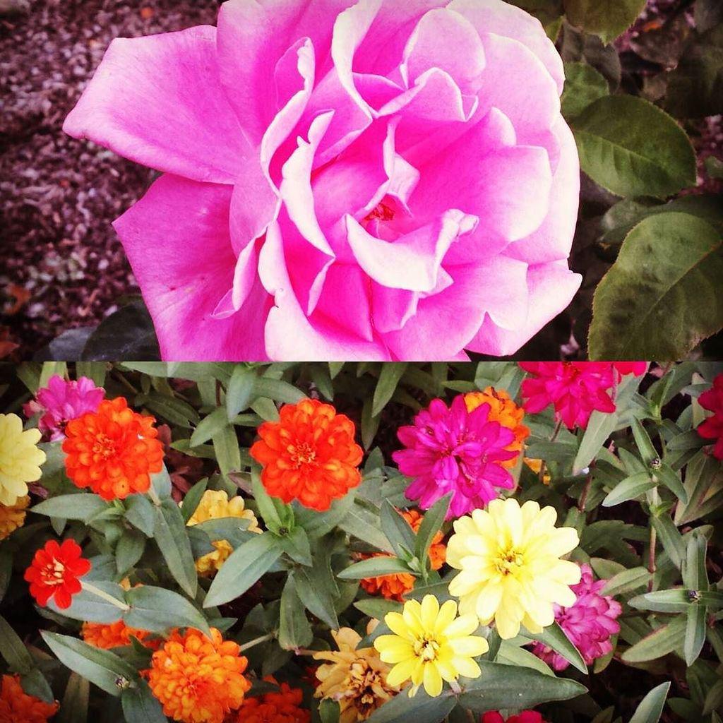 BSULibrary's tweet photo. Roses are red, violets are blue
It's #Fall in #Boise,
But these don't have a clue.
#BoiseS… http://t.co/Kn7NuSi2um http://t.co/Sb3i7s9dBd