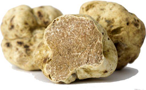 Ze zijn er weer: witte truffels uit Alba! Aanbod nog beperkt, maar komt zeker nog op gang! finefoods-online.com/nl/verse-truff…