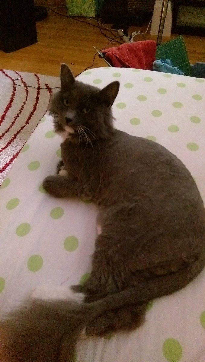 estickler's tweet photo. @TonkaBand my mom can't find one of our cats. If you see her roaming around, please grab her and call 952-999-0055 http://t.co/4LQbAlfdRp