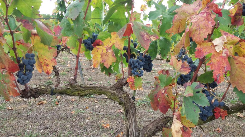 cellernoguerals's tweet photo. La verema ja arriba a la fi @cellernoguerals #Masdel'Abella #Priorat http://t.co/q5hXbs0lps