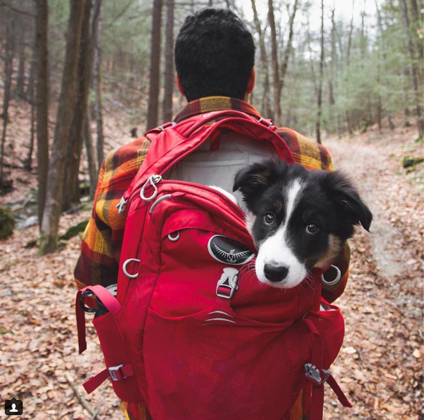 Citypath_'s tweet photo. #CampingWithDogs. These pictures will give you the cutest case of wanderlust: http://t.co/BHAfyQVCsH #ttot #travel http://t.co/C8rZU67YY4