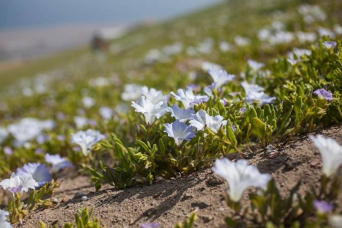 EcopatioChile's tweet photo. Tras la catástrofe del norte, aparece un espectacular desierto florido
 http://t.co/5wnbCdSAo9 http://t.co/zP0skS2rXp