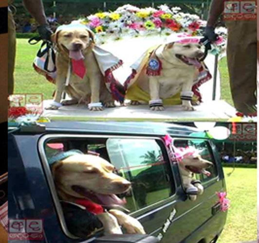Audiobooks__'s tweet photo. Prepare to spend a lot on your Dog's wedding ceremony and honeymoon.  Its the hot new trend. http://t.co/9lL69kb6Ny http://t.co/G1KdJaCYBy
