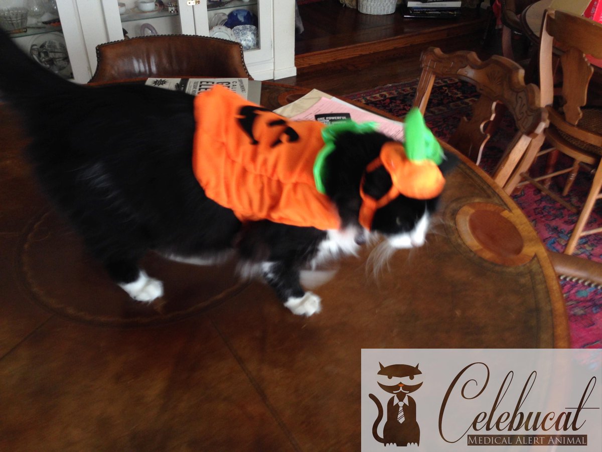 CelebuCat's tweet photo. .@hcarpenter98 @hugo4de okay truth I actually like it I am a fluke in more ways then #MedicalAlertCat http://t.co/2r346CRlzO