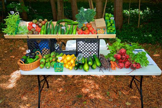 EHeimbecker's tweet photo. Lucky to have a farmer in the fam – fresh, local, and “free” produce… in exchange for labour #URWhatUTwEat @UWsarahTA http://t.co/rumOh9oNvu