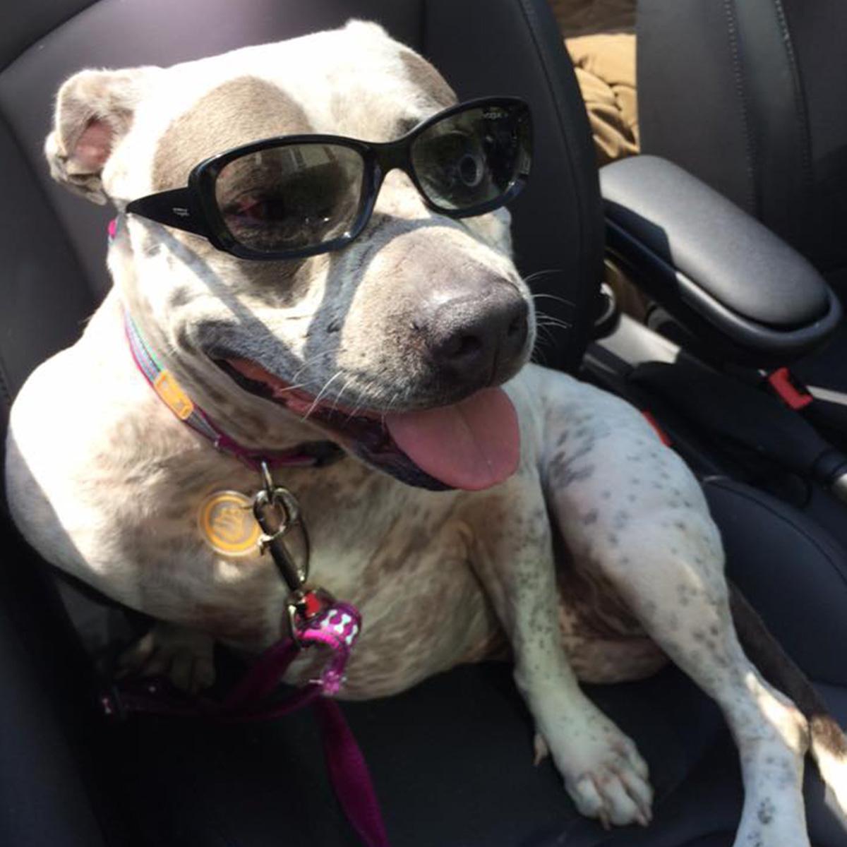FoundAnimalsOrg's tweet photo. Our beloved tri-pawd Eileen is celebrating her #adoption! http://t.co/f40obn23ap