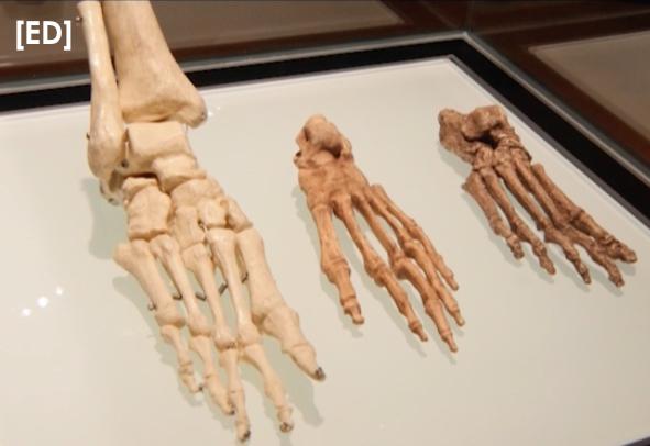 190ED's tweet image. [NEXT] #EDEDGE meets homo-Naledi.Join us. @Danine_Naidoo @MaropengSA #HomoNaledi                #WayAwesomeWednesday