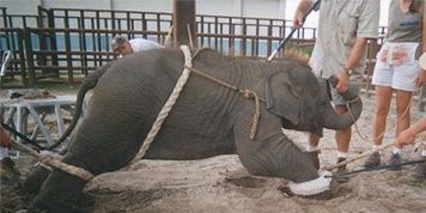 CetaExploit's tweet image. ▶thepetitionsite.com/en-gb/695/064/…
Ban cruelty in curcuses #ElephantAbuse must stop! 💔🌈