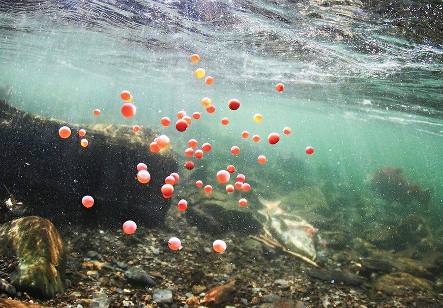 THEREAL_GOLDF's tweet photo. Picture of today's meal. (DYK. when goldfish are released into water ways they're main source of food Is fish eggs.) http://t.co/qBVxMvRvy1