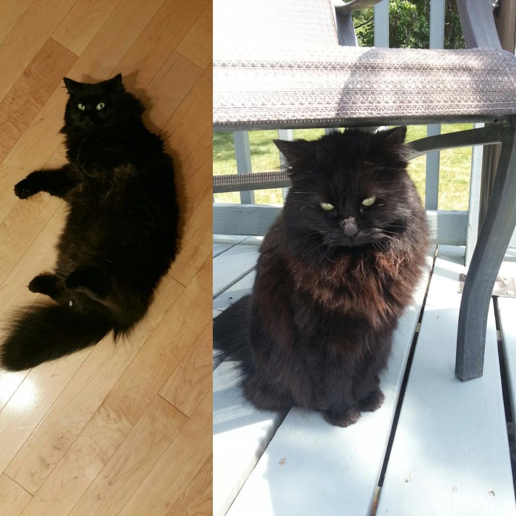 notNESSessarily's tweet photo. Im still missing my cat. Please retweet and share! http://t.co/u6U4cR8USI http://t.co/ZdAn2K42aG