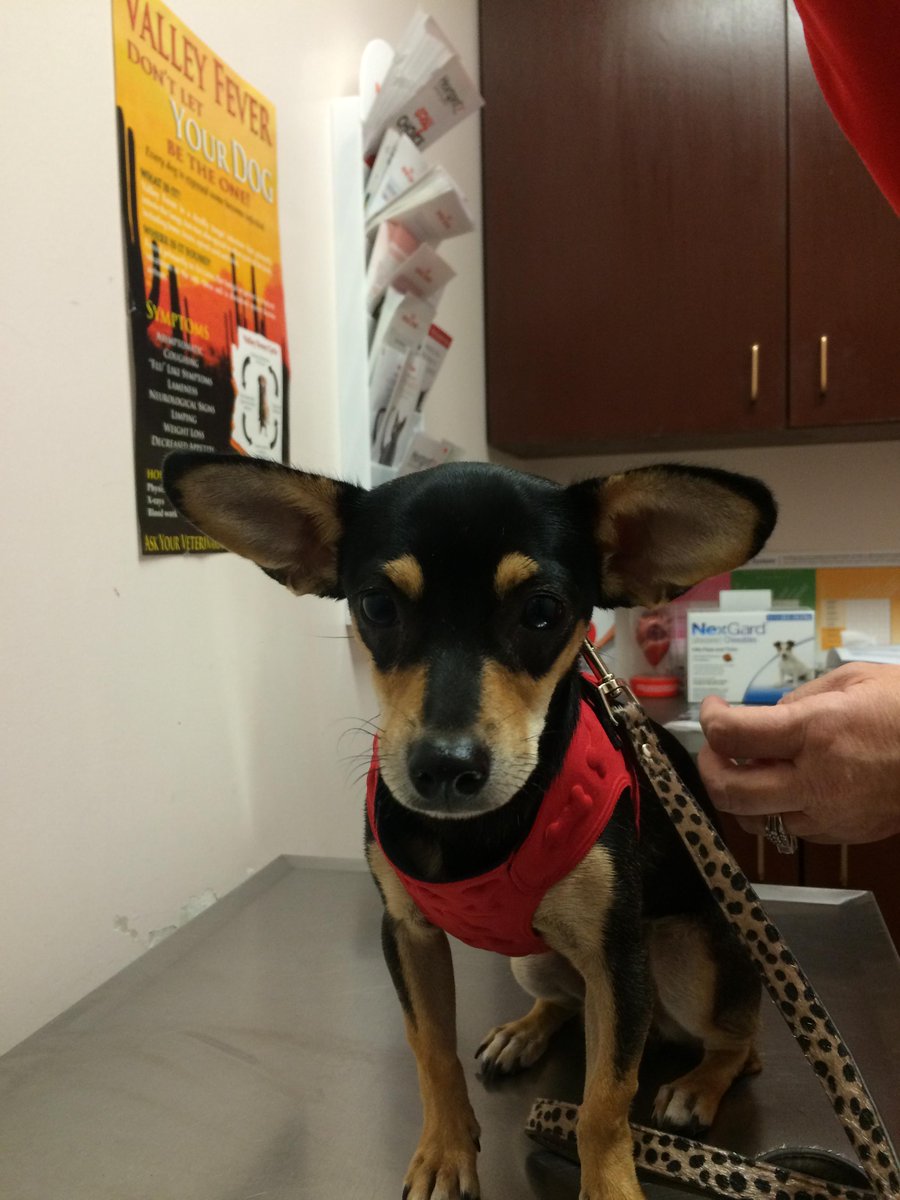 CamelbackVet's tweet photo. Zoey came in &amp; got all her shots &amp; her preventatives! She now has an outstanding new home thanks to @JohnjayVanEs! http://t.co/88Lj4QaxdW