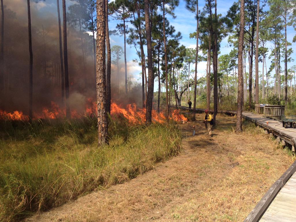 USFWSFire's tweet photo. Yesterday's #rxfire at Big Branch NWR #LAfire #USFWS #firephotos #FirePreventionWeek http://t.co/DPcwjTIgdV