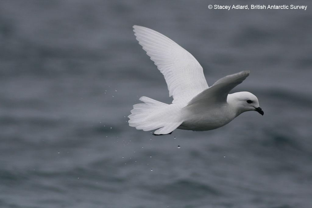 BAS_News's tweet photo. New study assesses how seabird communities in #Antarctica respond to changes in food supply: http://t.co/2Ki2FfQNFy http://t.co/9GSzoPDudB