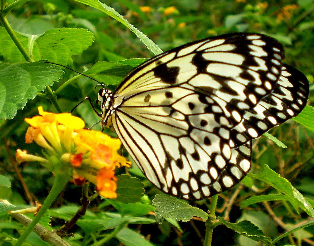 anton_pty's tweet photo. Butterfly Haven (El Mariposario) encuéntrate rodeado de cientos mariposas de colores en un entorno de selva tropical. http://t.co/PoPVbGC1yA