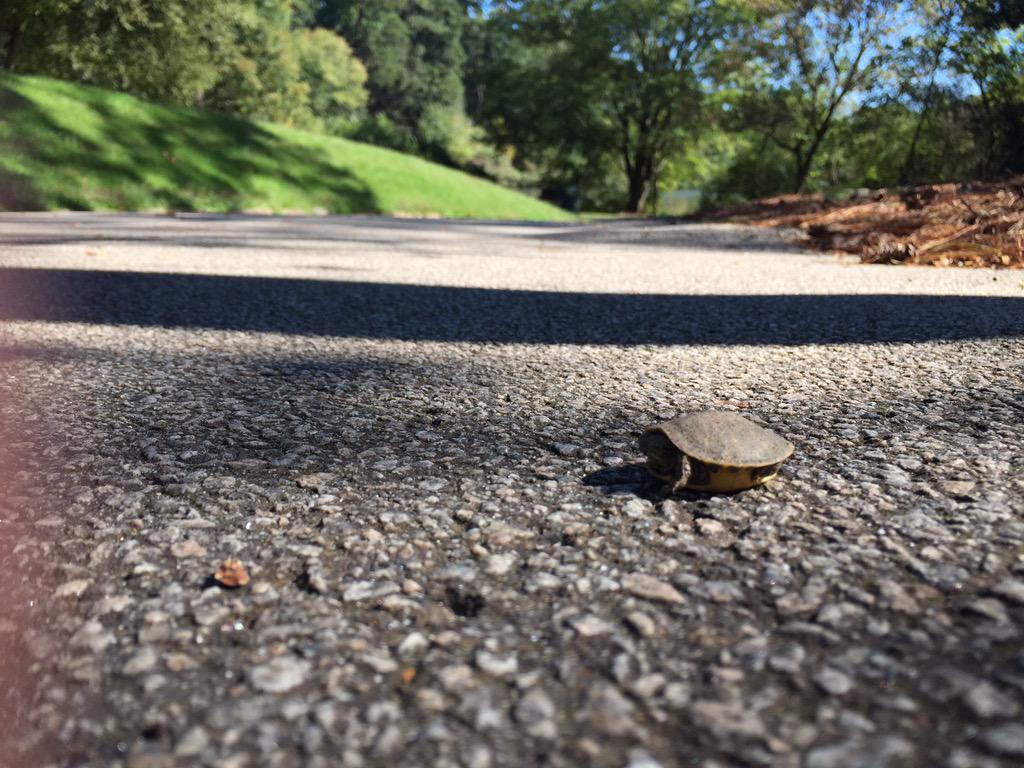 WarrenDGray's tweet photo. @EmoryUniversity Take care to share the path with our little friends in #LullwaterPark ! #MoveMoreEmory http://t.co/4tyV8hkFrz