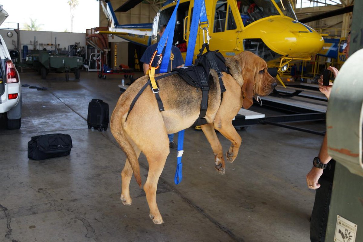 vcsark9's tweet image. Roscoe is just hanging around the air unit!  @CMCRESCUE Tactical K9 harness.  #vcsark9 #k9Roscoe #vcsheriffk9 #805k9