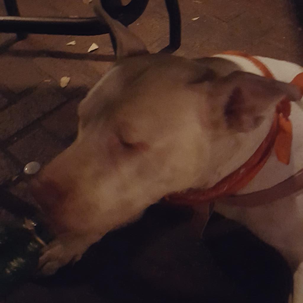 RareFormNola's tweet photo. Just a dog in rare form at Rare Form, drinking a Mickeys Malta Liquor directly from the bottle. #NOLA #Frenchmen http://t.co/AX70WrWeyJ