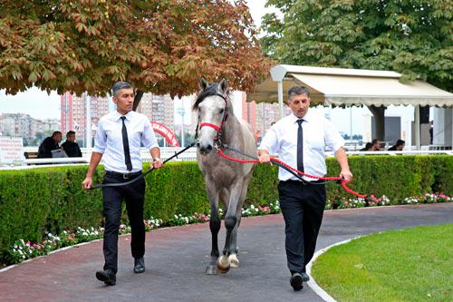 Karacabey Elit Arap Tay Satış Sonuçları 2015