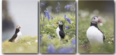 ChrliMartin's tweet photo. A sneak peak at some of the images coming to my website soon! #wildlife #auks #wales #skomer #photography #puffins http://t.co/yjmbmiKkQy