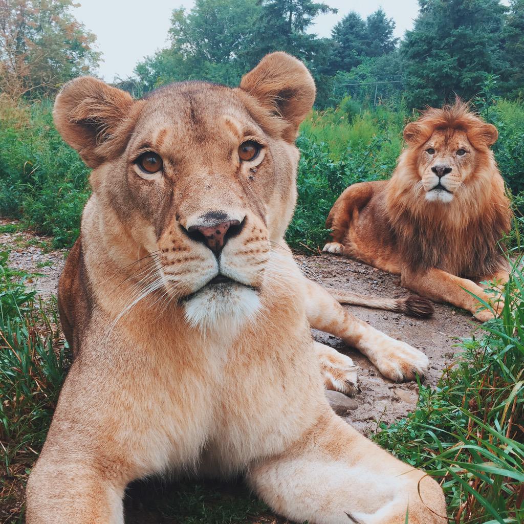 World Wild Life tweet media