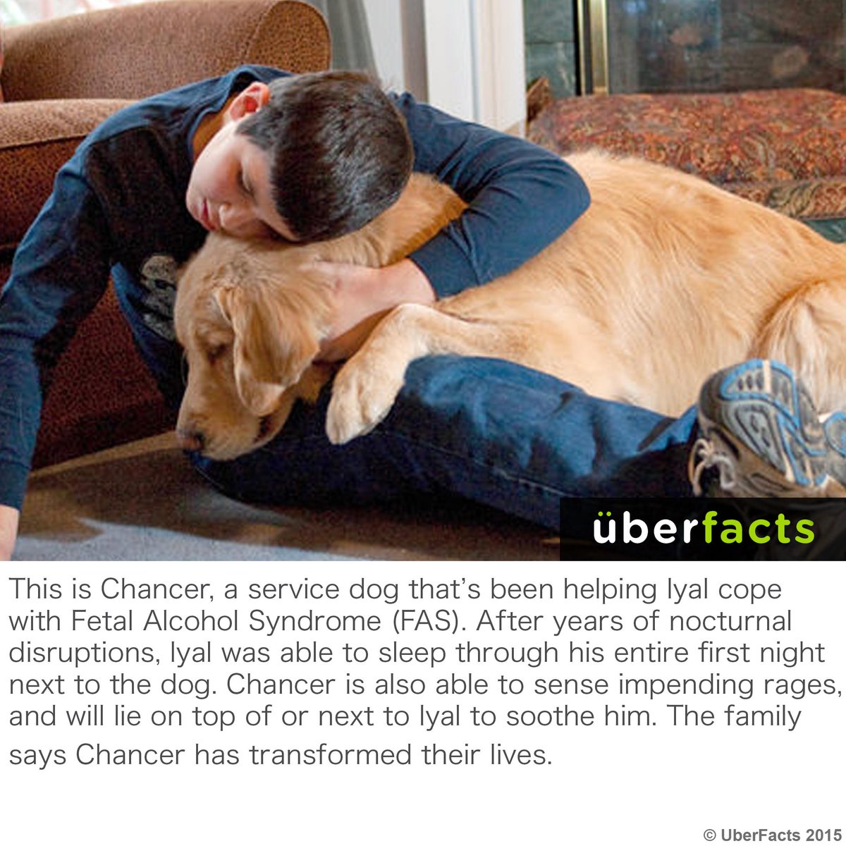 UberFacts's tweet photo. Meet Chancer, the service dog... 
http://t.co/kOqXPNBaYq http://t.co/gMLAvmDOsk