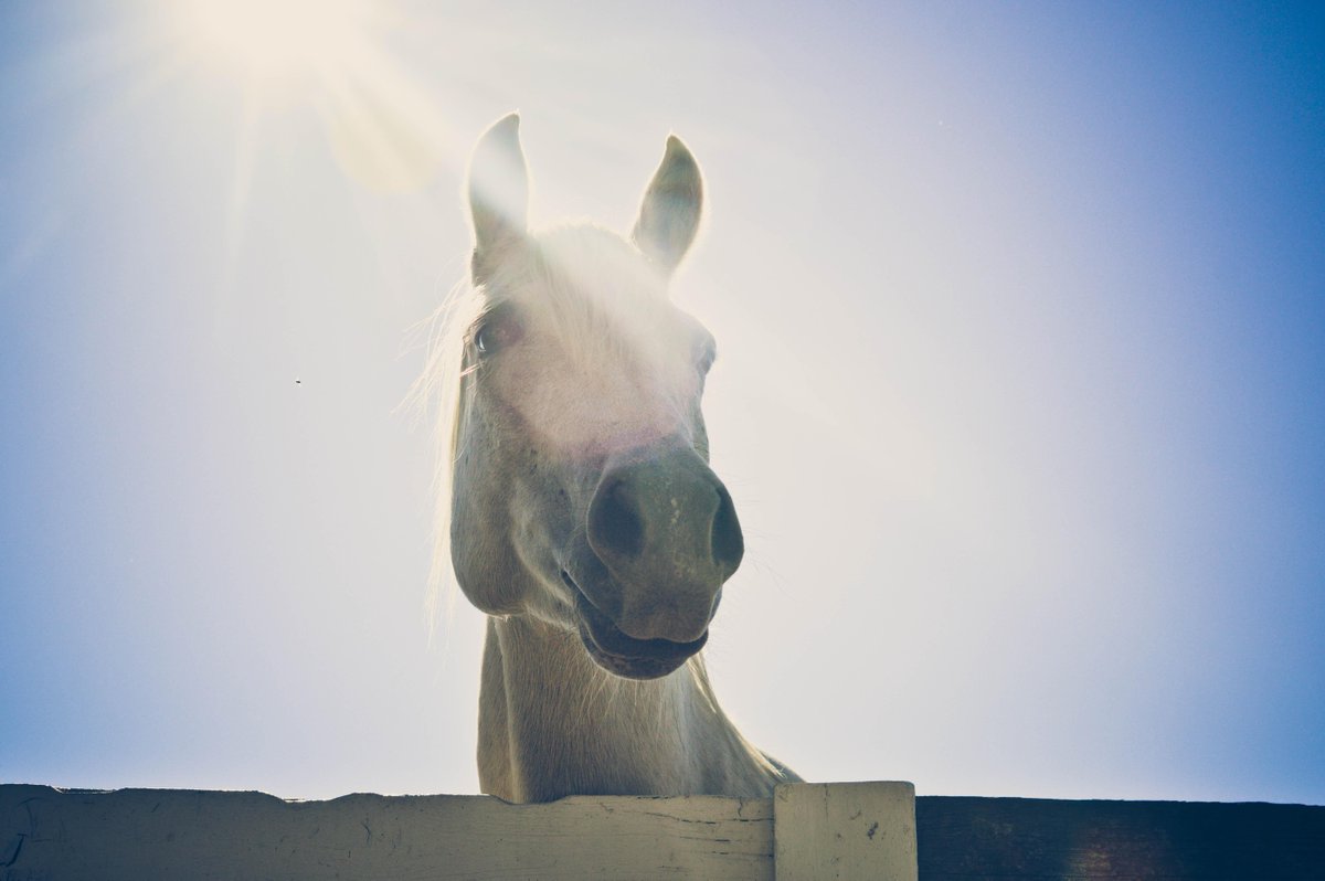 HuntersAtlas's tweet image. Baiting Hollow Horse Rescue.  Love it.  #baitinghollow #longisland #photographer #longislandfarms