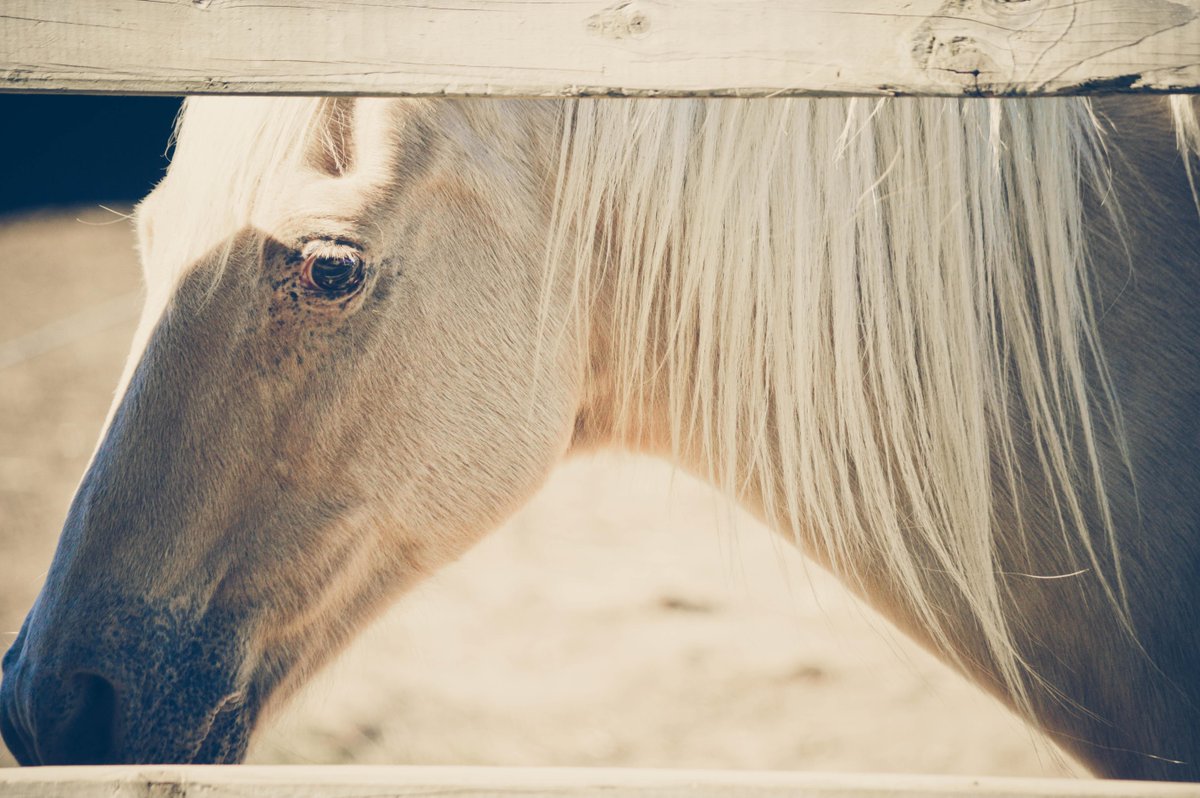 HuntersAtlas's tweet image. Baiting Hollow Horse Rescue.  Love it.  #baitinghollow #longisland #photographer #longislandfarms
