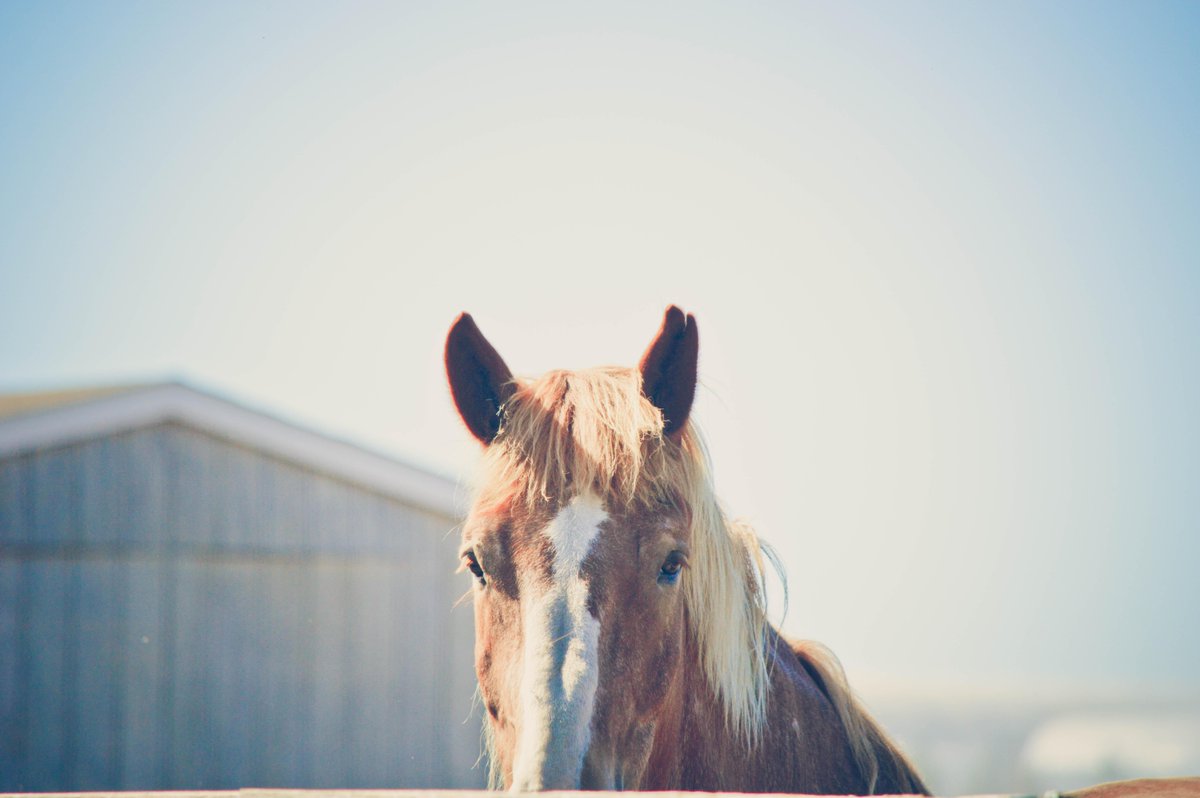 HuntersAtlas's tweet image. Baiting Hollow Horse Rescue.  Love it.  #baitinghollow #longisland #photographer #longislandfarms