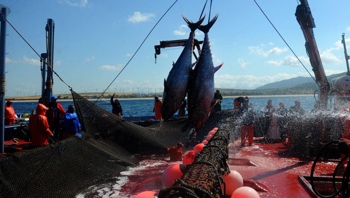Independent's tweet photo. If you want sustainably-caught tuna, buy from these 5 supermarkets http://t.co/Yg5CcTrKjo http://t.co/8bOTGeNbWC