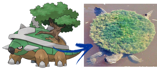 Mestre Pokémon on X: O Torterra existe na vida real O-O quem