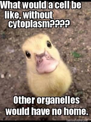cytoplasm15's tweet photo. http://t.co/qscwwnTKA6